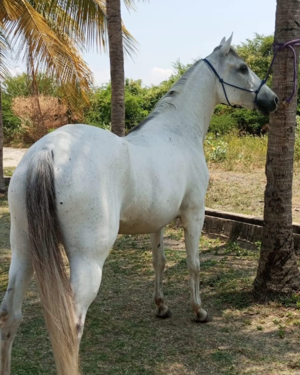 ¡YEGUA MORA EN VENTA! Mansedumbre y Versatilidad Garantizada - Imagen 5