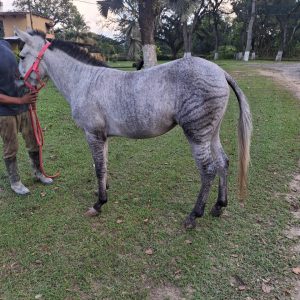 Cebra y Cuarto de Milla. Un animal que destaca en cualquier lugar por su pelaje único y su fortaleza física.