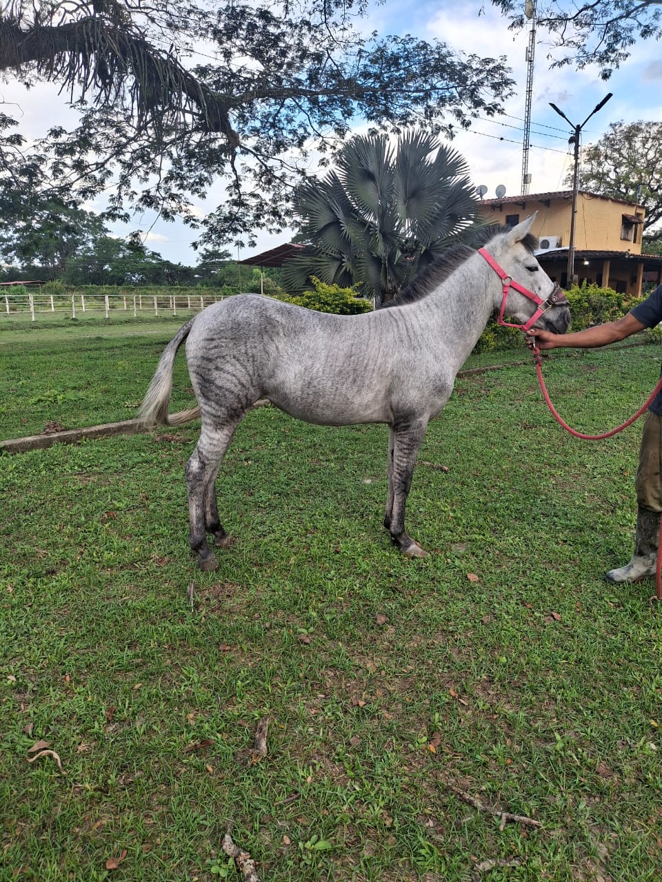 Cebra y Cuarto de Milla. Un animal que destaca en cualquier lugar por su pelaje único y su fortaleza física. - Imagen 3