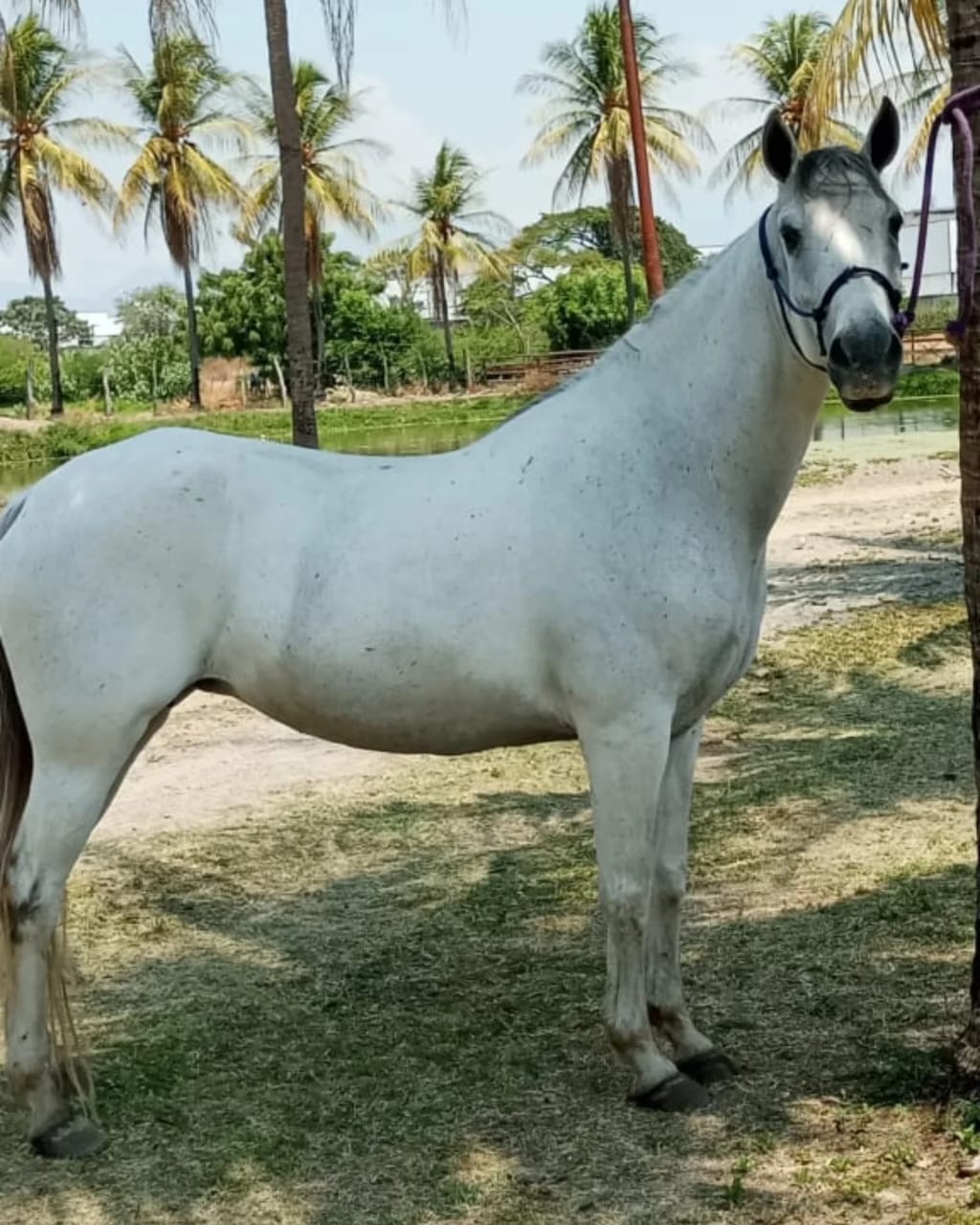 ¡YEGUA MORA EN VENTA! Mansedumbre y Versatilidad Garantizada - Imagen 3
