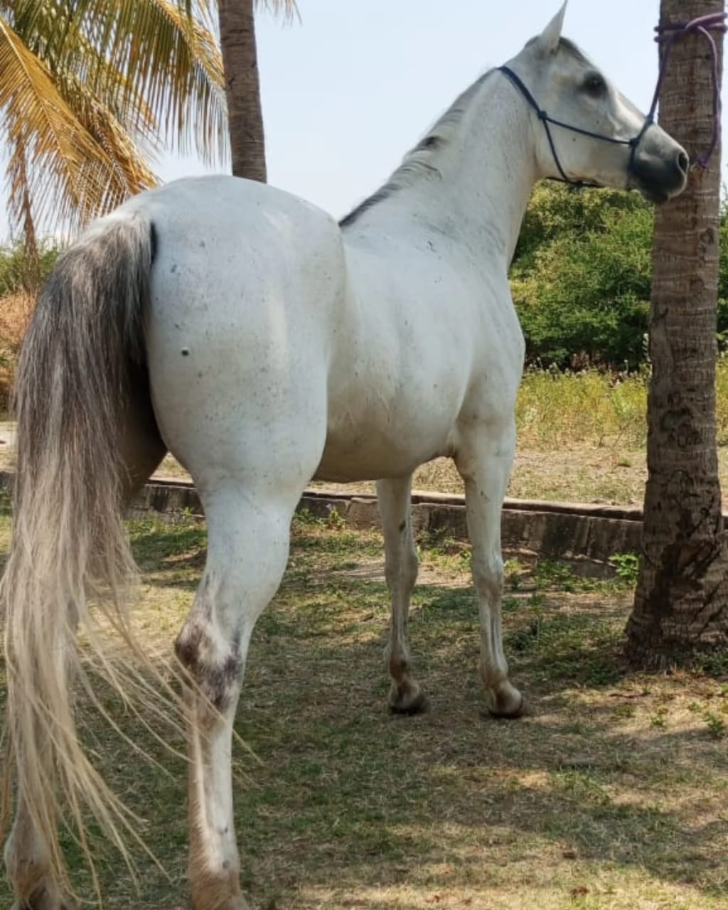 ¡YEGUA MORA EN VENTA! Mansedumbre y Versatilidad Garantizada - Imagen 2