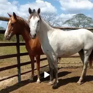 🌟 ¡DUPLA DE POTENCIAL: POTRAS JÓVENES EN BARQUISIMETO! 🐎✨