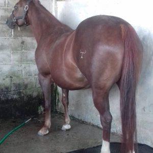 💎 GENÉTICA DE REALEZA: CD SHINERS CAT 🐎👑