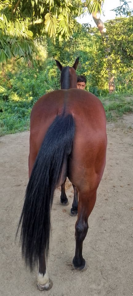 💎 POTENCIA Y FUTURO: YEGUA CASTAÑA DE COLEO 🐎🔥 ¡TODA UNA OPORTUNIDAD PARA GANAR! 💥 - Imagen 4