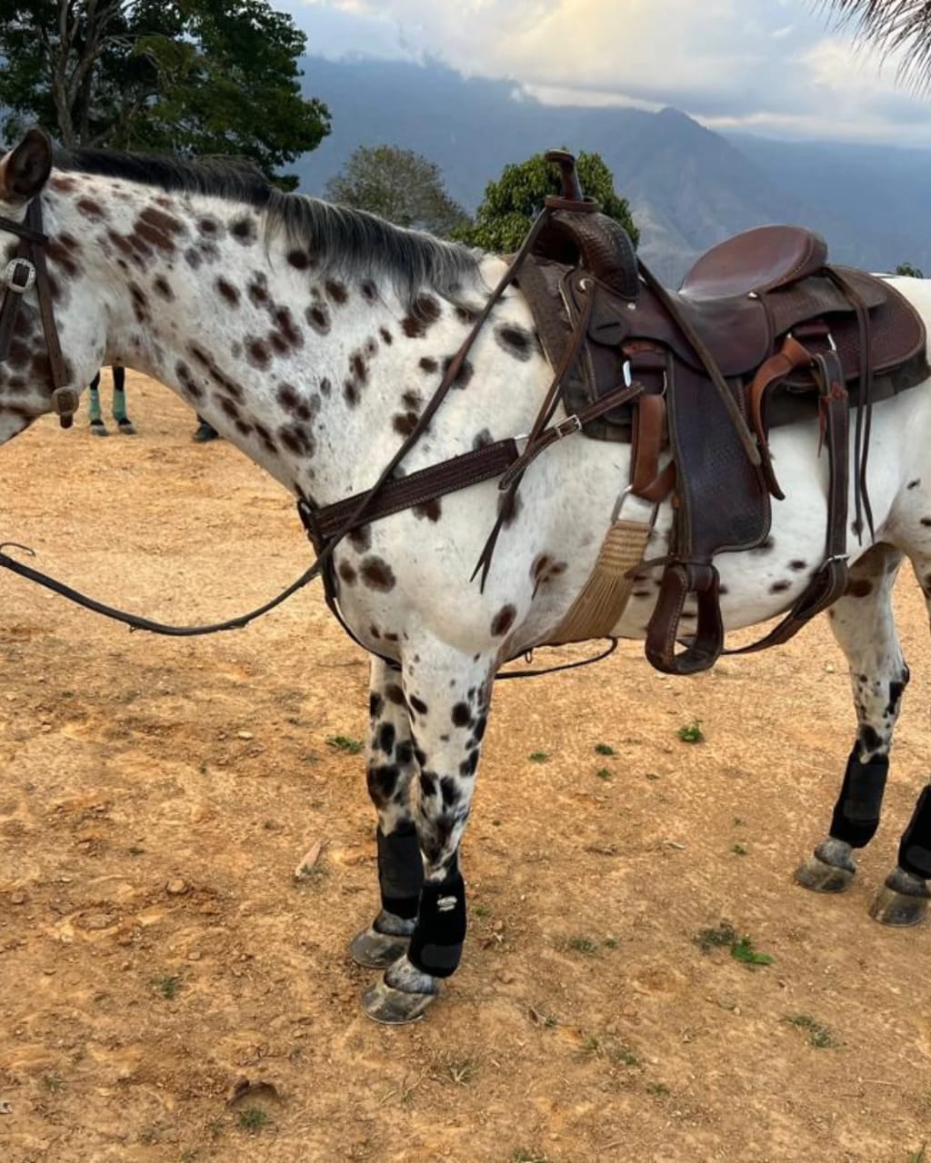 SKIP GO DOLLY: ARTE Y DISTINCIÓN 🐎✨ - Imagen 6