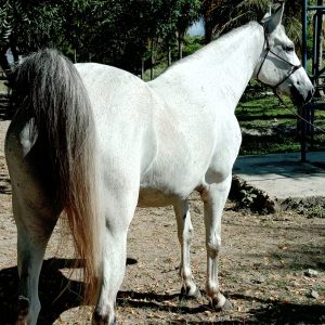 💎 SEGURIDAD Y CONFIANZA: LA COMPAÑERA IDEAL 🐎✨