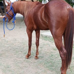 🔥 POTRO CASTAÑO: EL COMIENZO DE UN CAMPEÓN 🐎✨