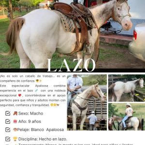¡EXPERIENCIA Y NOBLEZA: EL APPALOOSA PERFECTO! 🤠✨