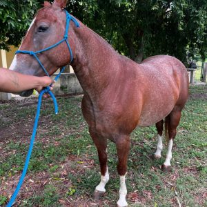 💎 GENÉTICA DE IMPACTO: NITAS PEPTOPLAY 🐎✨