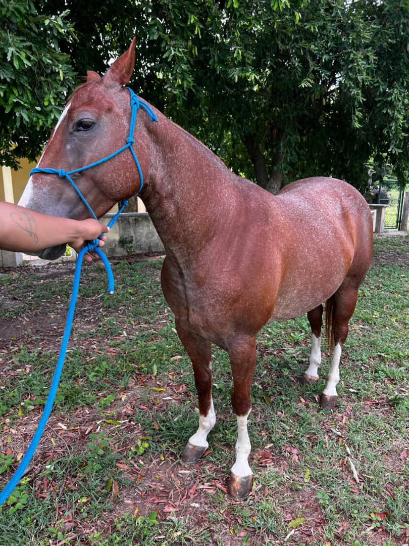 💎 GENÉTICA DE IMPACTO: NITAS PEPTOPLAY 🐎✨