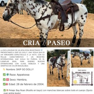 SKIP GO DOLLY: ARTE Y DISTINCIÓN 🐎✨