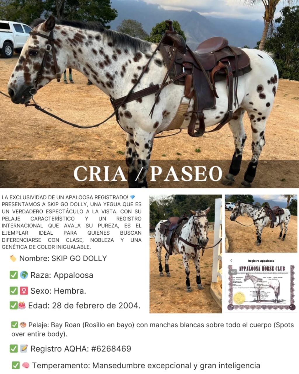 SKIP GO DOLLY: ARTE Y DISTINCIÓN 🐎✨