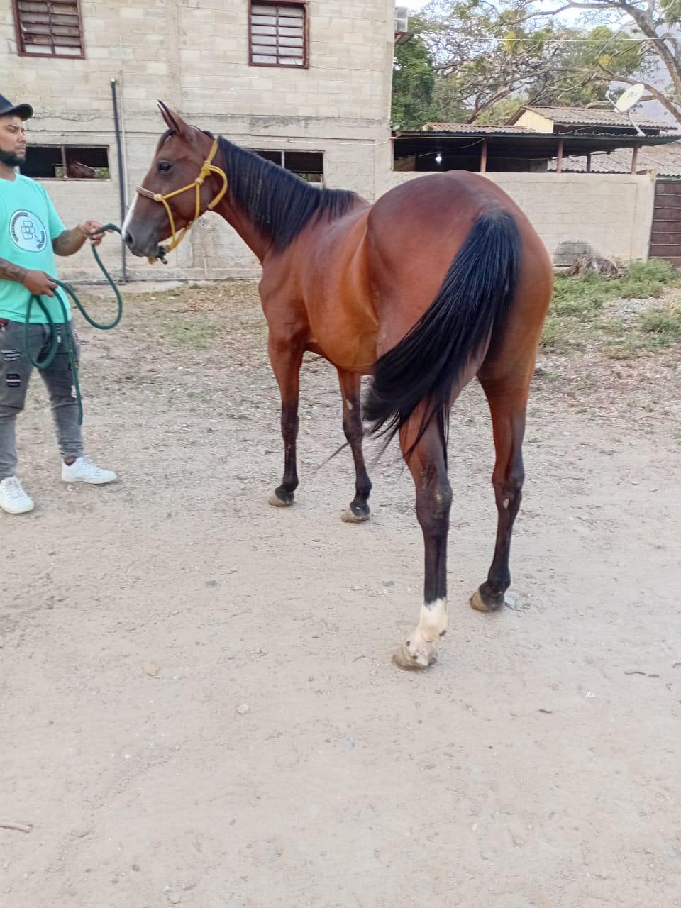 💎 POTENCIA Y FUTURO: YEGUA CASTAÑA DE COLEO 🐎🔥 ¡TODA UNA OPORTUNIDAD PARA GANAR! 💥 - Imagen 2