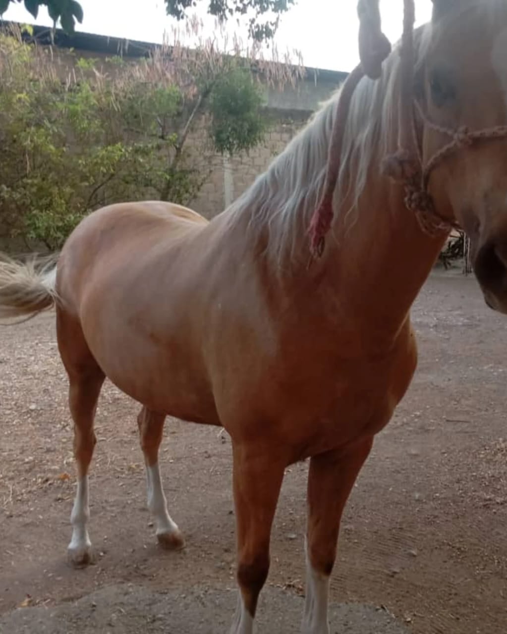 💎 BELLEZA Y FORTALEZA: YEGUA PALOMINA 🐎✨ - Imagen 6