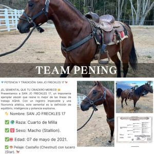 SAN JO FRECKLES 17 🐎✨