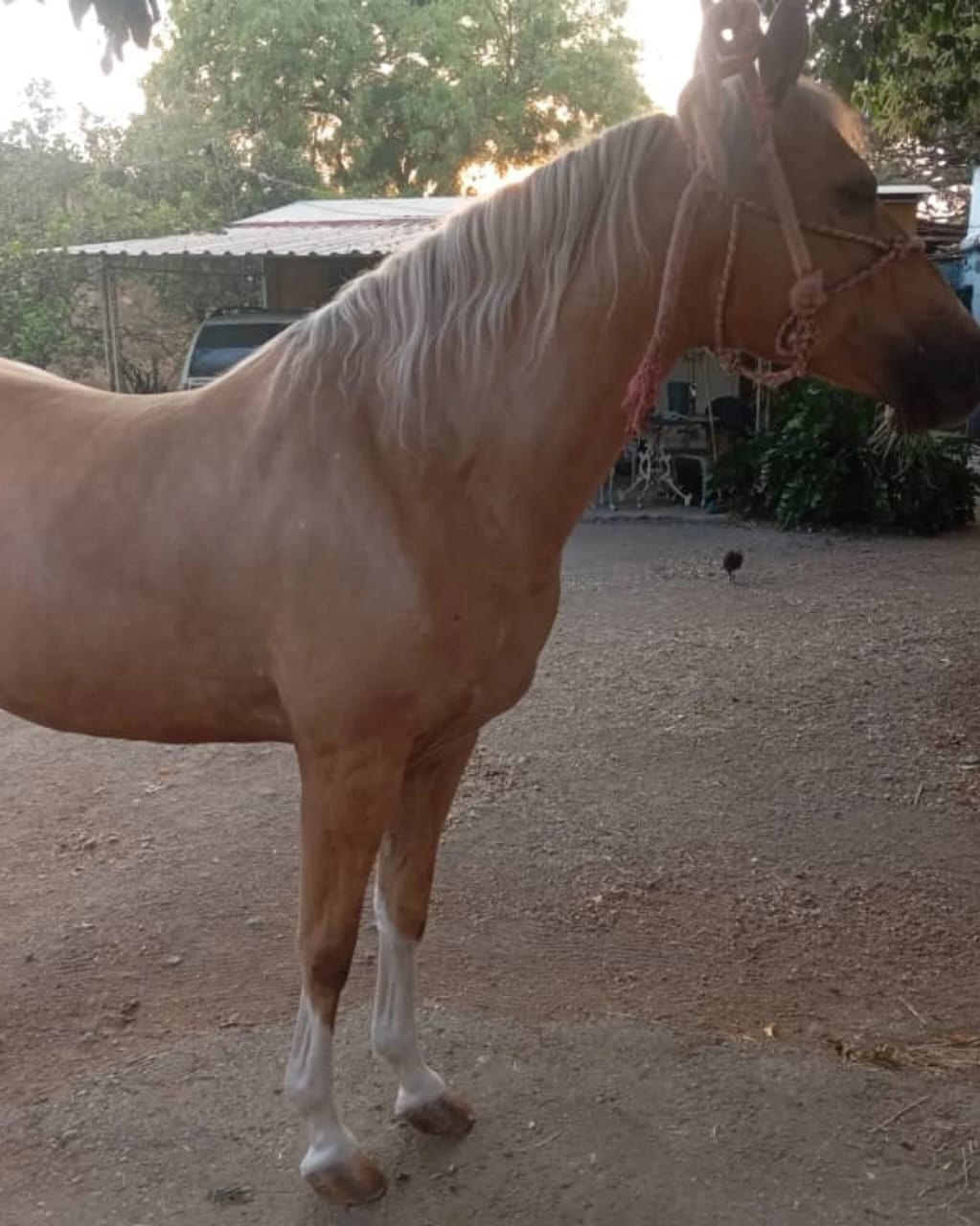 💎 BELLEZA Y FORTALEZA: YEGUA PALOMINA 🐎✨ - Imagen 3