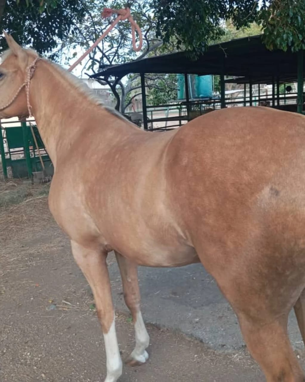 💎 BELLEZA Y FORTALEZA: YEGUA PALOMINA 🐎✨ - Imagen 5