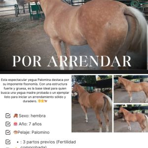 ​💎 BELLEZA Y FORTALEZA: YEGUA PALOMINA 🐎✨