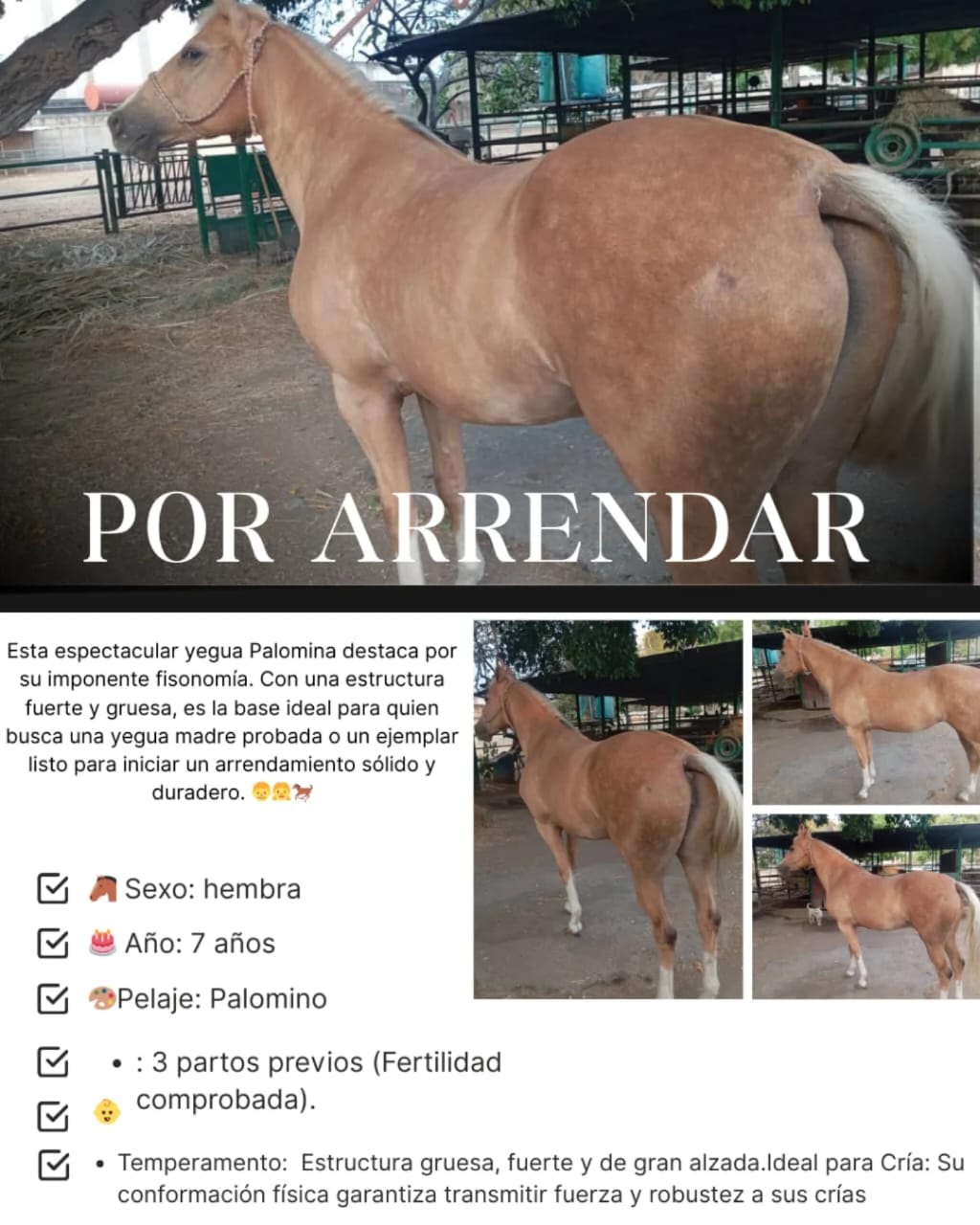 💎 BELLEZA Y FORTALEZA: YEGUA PALOMINA 🐎✨