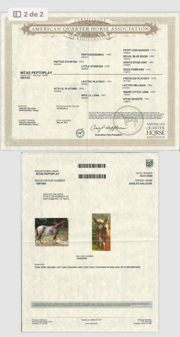 💎 GENÉTICA DE IMPACTO: NITAS PEPTOPLAY 🐎✨ - Imagen 2