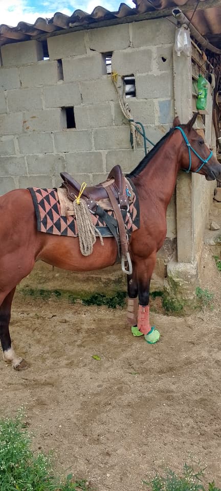 💎 POTENCIA Y FUTURO: YEGUA CASTAÑA DE COLEO 🐎🔥 ¡TODA UNA OPORTUNIDAD PARA GANAR! 💥 - Imagen 3