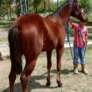 💎 JUVENTUD Y FUTURO: POTRA MESTIZA DE ÉLITE 🐎✨