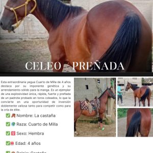 💎 POTENCIA Y FUTURO: YEGUA CASTAÑA DE COLEO 🐎🔥 ¡TODA UNA OPORTUNIDAD PARA GANAR! 💥