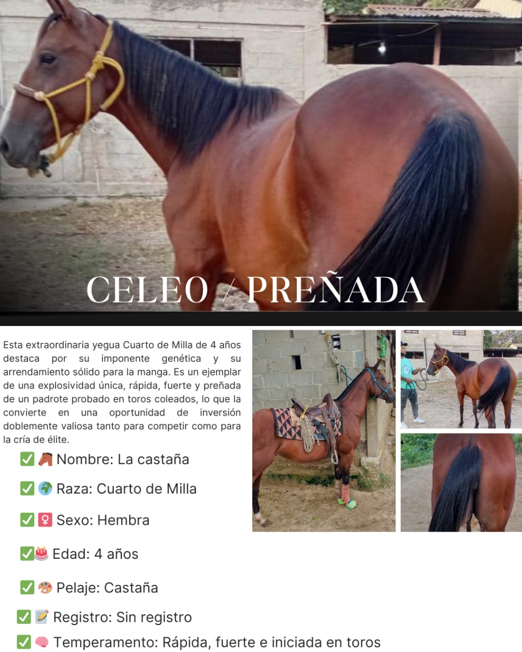 💎 POTENCIA Y FUTURO: YEGUA CASTAÑA DE COLEO 🐎🔥 ¡TODA UNA OPORTUNIDAD PARA GANAR! 💥