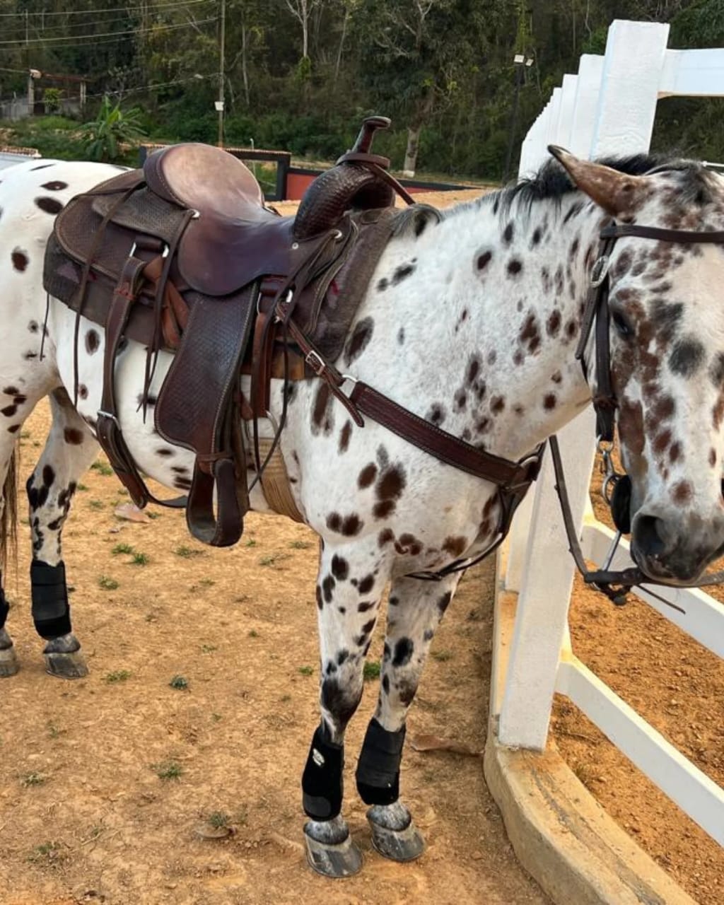 SKIP GO DOLLY: ARTE Y DISTINCIÓN 🐎✨ - Imagen 3