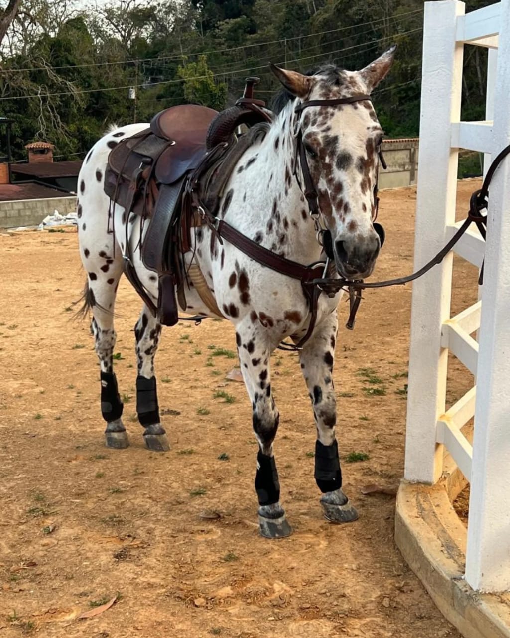 SKIP GO DOLLY: ARTE Y DISTINCIÓN 🐎✨ - Imagen 2