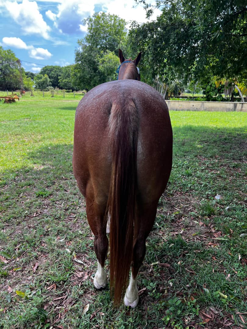 💎 GENÉTICA DE IMPACTO: NITAS PEPTOPLAY 🐎✨ - Imagen 3