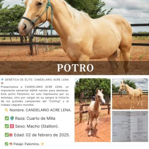 CANDELARIO ACRE LENA.