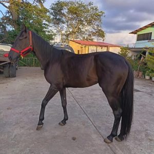 YEGUA CUARTO DE MILLA CON PURA SANGRE PARA CARRERA DE TRILLA EN VENTA