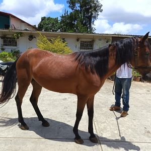 YEGUA MESTIZA PARA PASEOS Y CABALGATAS EN VENTA