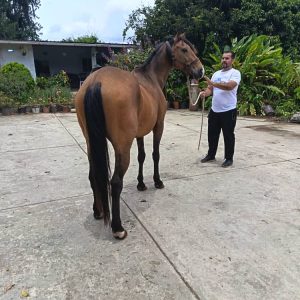 CABALLO MESTIZO PARA PASEOS, CABALGATAS Y CARRERA DE TRILLA EN VENTA