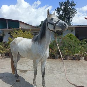 YEGUA MESTIZA PARA PASEOS Y CABALGATAS EN VENTA