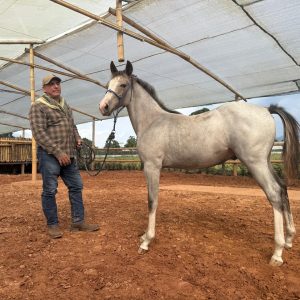 GTDIAMONDSPARKLECAT