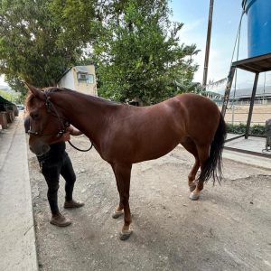 CABALLO CAPÓN