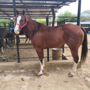 YEGUA CUARTO DE MILLA DE ÉLITE EN VENTA