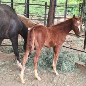 POTRO CUARTO DE MILLA DE ÉLITE EN VENTA