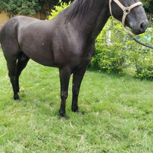 Zaino disponible