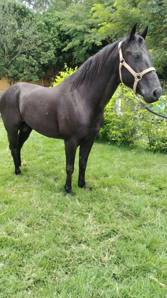 Zaino disponible