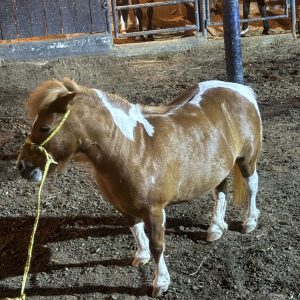 MINI HORSE EN VENTA EN CÚCUTA