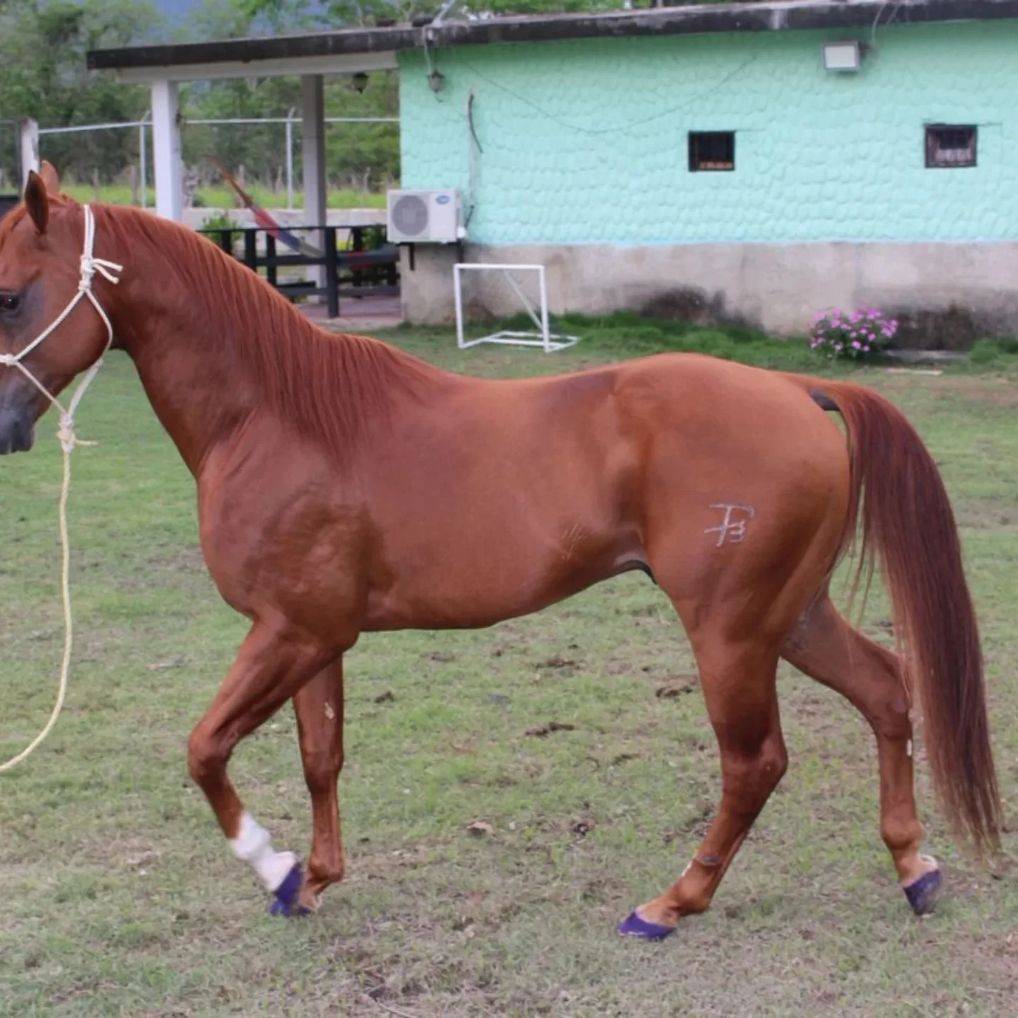 Smart Mac Rey! 🐴 - Imagen 5