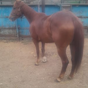 ¡SE VENDE YEGUA CUARTO DE MILLA REGISTRADA (AQHA) – APTA PARA COLEO