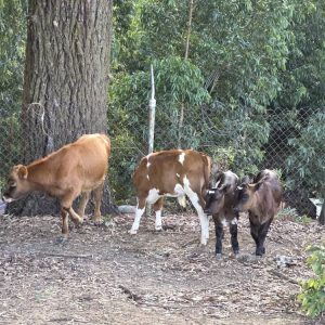 Venta de Ganado Paturro / Achondroplásico (Jersey, Holstein, Pardo Suizo y Criollo)