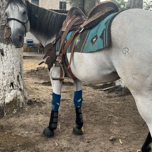 EN VENTA: HERMOSA YEGUA MORA 🔥