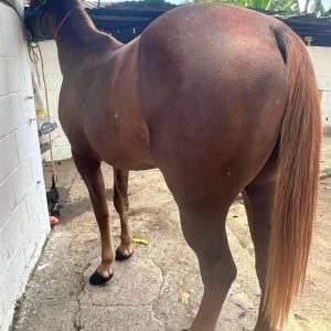 ¡EN VENTA: PROSPECTO DE COLEO – 4 AÑOS (YA COLEANDO)! 🔥