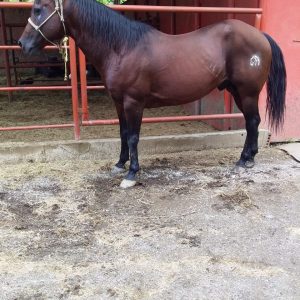 ¡EN VENTA: CABALLO COLEADOR MADURO Y LISTO – 6 AÑOS! 🔥