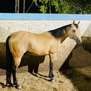 🐴 ARS UPTOWN COWBOY — PADRILLO CUARTO DE MILLA 🐴